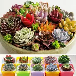 بذر ساکولنت میکس