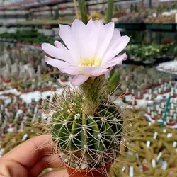 بذر کاکتوس آکانتو کالیسیوم