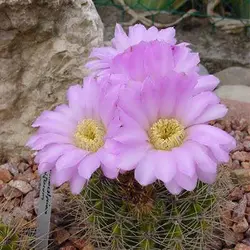 بذر کاکتوس آکانتو کالیسیوم