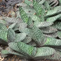 بذر ساکولنت گاستریا مخلوط