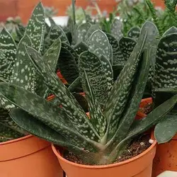 بذر ساکولنت گاستریا مخلوط