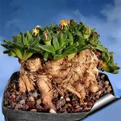 بذر ساکولنت ناناتوس