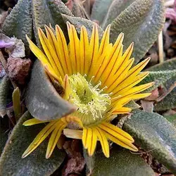 بذر ساکولنت ناناتوس