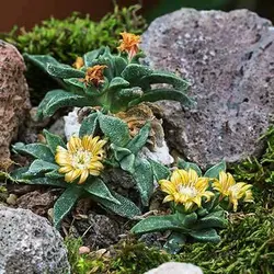 بذر ساکولنت ناناتوس