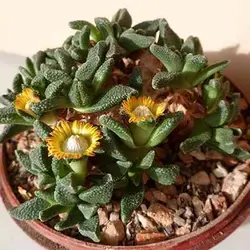 بذر ساکولنت ناناتوس