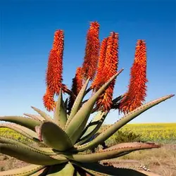 بذر ساکولنت آلوئه فروکس