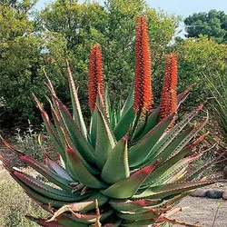 بذر ساکولنت آلوئه فروکس