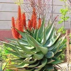 بذر ساکولنت آلوئه فروکس