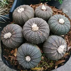 بذر کاکتوس فرالیا کائناست