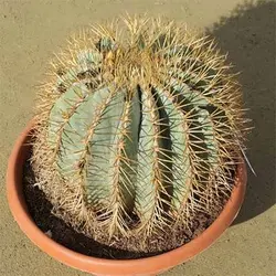 بذر کاکتوس فرو گلایوسنس