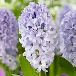 پیاز گل سنبل