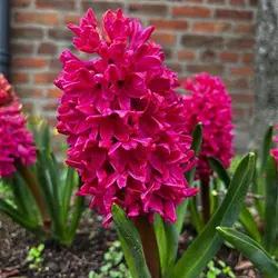 پیاز گل سنبل