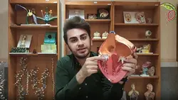 آموزش ساختار داخلی قلب با استفاده از مولاژ