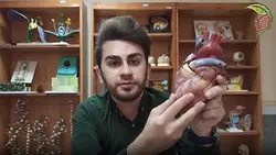 بررسی ساختار ظاهری قلب با استفاده از مولاژ