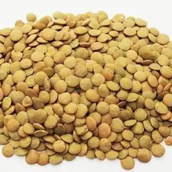 عدس ریز آشی   یک کیلو - تومان۰ -  - پیباکس بازار آنلاین