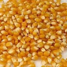 ذرت خشک امریکایی