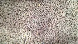 عدس ایرانی  نیم کیلو - تومان۰ -  - پیباکس بازار آنلاین