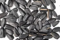 تخمه ریز سیاه یک کیلویی - تومان۰ -  - پیباکس بازار آنلاین