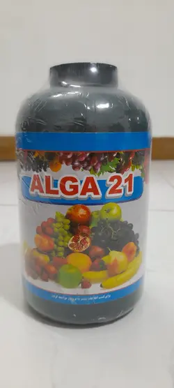 جلبک دریایی آلگا ۲۱ کینگ دائو چین