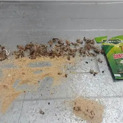 طعمه سوسک کش پودری گرین لیف