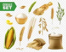 وکتور آیکن خوشه برنج و خوشه گندم و ذرت