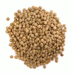 عدس ریزدانه درجه یک