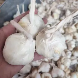 سیر مرغوب همدان (تویسرکان) - ۵ کیلو به بالا