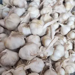 سیر مرغوب همدان (تویسرکان) - ۵ کیلو به بالا