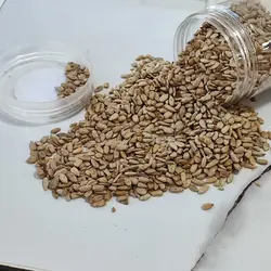 تخمه آفتابگردان تفت داده شده بدون نمک بسته ۲۰۰ گرمی