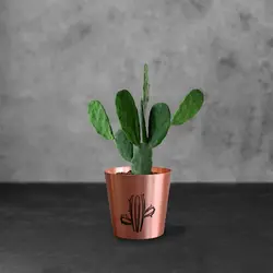 گلدان کوچک کاکتوس