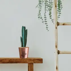 گلدان کوچک کاکتوس