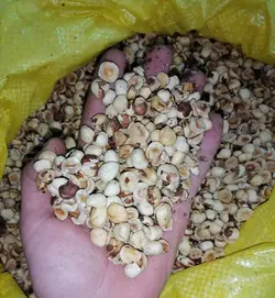 مغزلپه سفید ایرانی