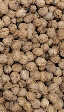 گردو اشکورات، پوست کاغذی