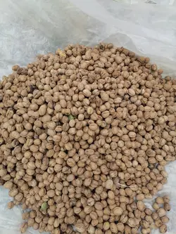 گردو مناطق اشکورات رودسر