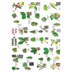 برچسب آموزشی درخت ها و برگ ها &ndash; قیمت و خرید | برایتو