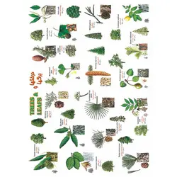 برچسب آموزشی درخت ها و برگ ها &ndash; قیمت و خرید | برایتو