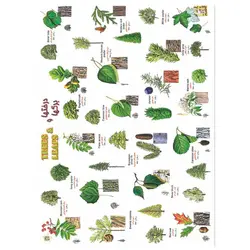 برچسب آموزشی درخت ها و برگ ها &ndash; قیمت و خرید | برایتو