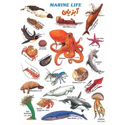 برچسب آموزشی آبزیان &ndash; برایتو| فروش اینترنتی لوازم التحریر، لوازم تحریر، ملزومات اداری