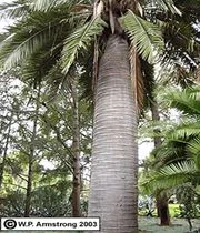 بتن سبک وزن سازه ای ساخته شده از پوسته میوه نخل روغنی