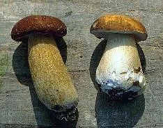 پرورش قارچ