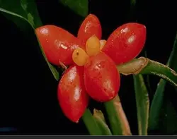 پروژه بررسی انواع گیاه