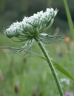 پروژه برسی انواع گیاه