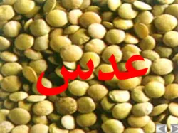 پروژه برسی شیوه کاشت عدس