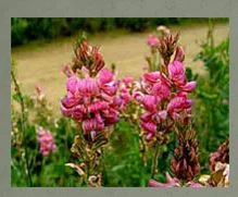 پروژه گياه شناسی