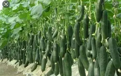 طرح توجیحی خیار درختی  1385