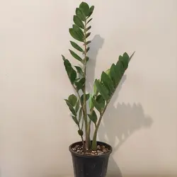 🌿زاموفیلیا سطل3 (4 تا 5 پاجوش قوی) فروش ویژه