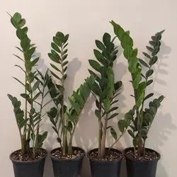 🌿زاموفیلیا سطل3 (4 تا 5 پاجوش قوی) فروش ویژه