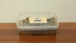 عسل مومدار چندگیاه 500گرمی(بسته بندی)