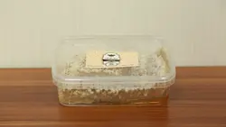 عسل مومدار گون انگبین 500گرمی(بسته بندی)