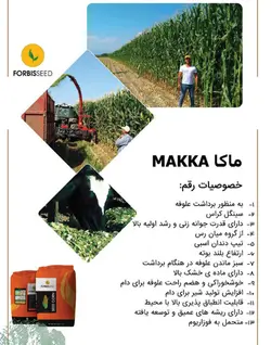 بذر ذرت ماکا ترکیه